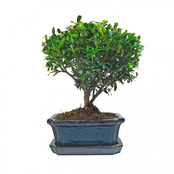 Бонсай d15 см h15 см от магазина ЛесКонПром.ру