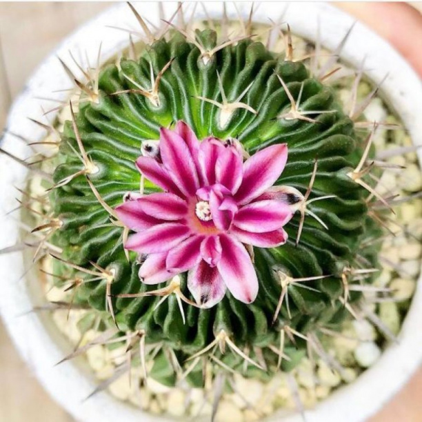 Эхинофоссулокактус Мультикостатус d6 см от магазина ЛесКонПром.ру