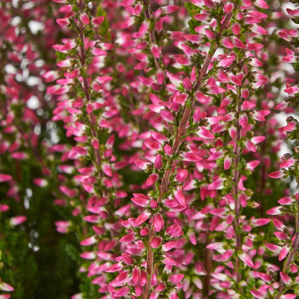 Вереск Рэд d9 см от магазина ЛесКонПром.ру