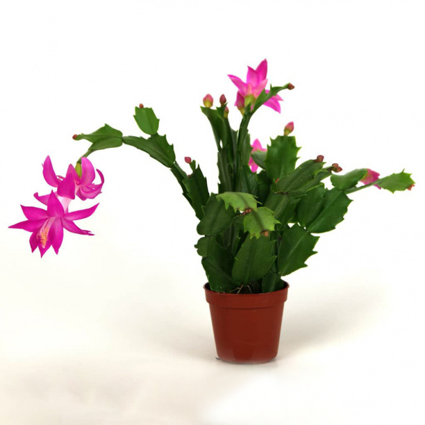 Декабрист Шлюмбергера d9 см от магазина ЛесКонПром.ру