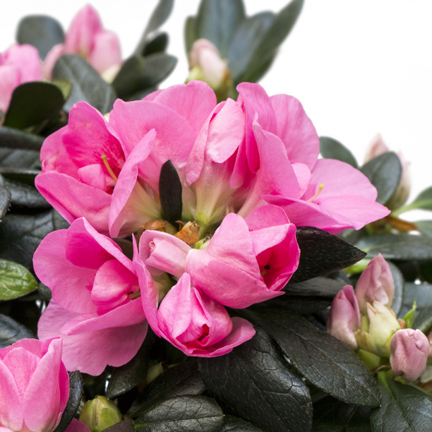 Азалия Индика микс d12 см от магазина ЛесКонПром.ру