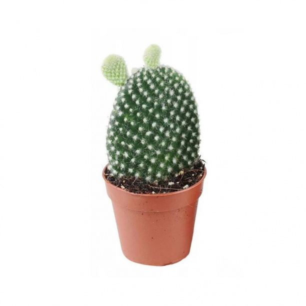 Опунция мелковолосистая Албата d5 см от магазина ЛесКонПром.ру