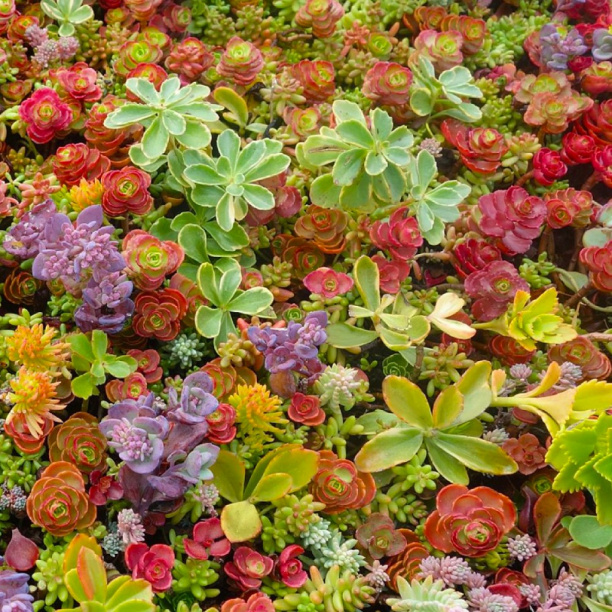 Очиток микс d12 см от магазина ЛесКонПром.ру