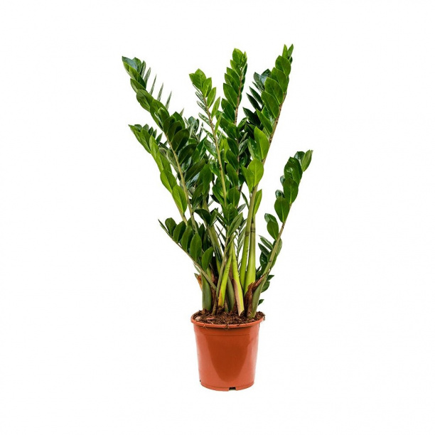 Замиокулькас d21 см h85 см от магазина ЛесКонПром.ру