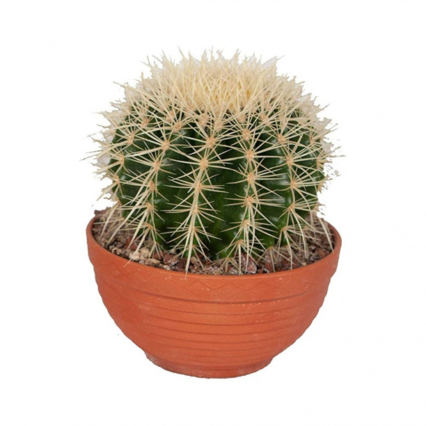 Ферокактус микс d5 см от магазина ЛесКонПром.ру