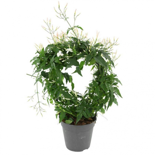 Жасмин 12х30 см от магазина ЛесКонПром.ру