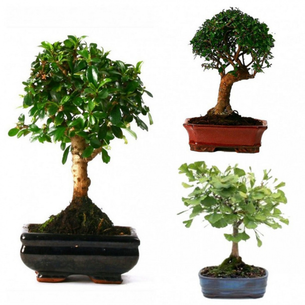 Бонсай Микс 20/25х35 см от магазина ЛесКонПром.ру