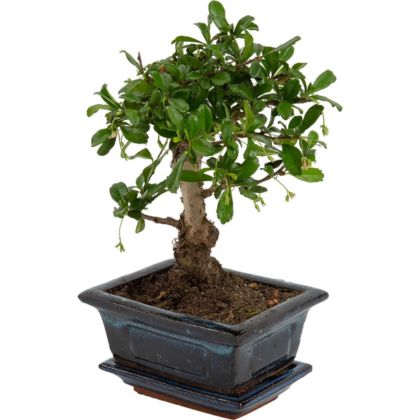 Бонсай каскад микс d14 см от магазина ЛесКонПром.ру