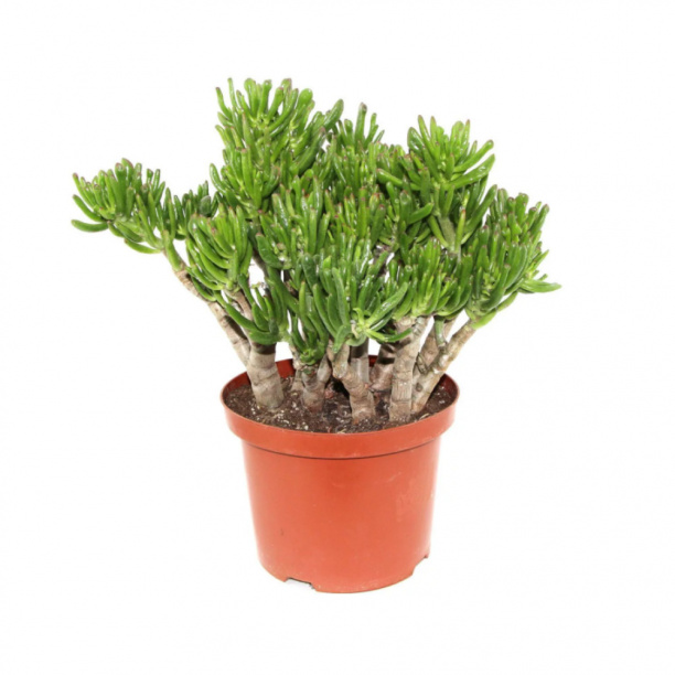 Крассула овата Хоббит d12 см от магазина ЛесКонПром.ру