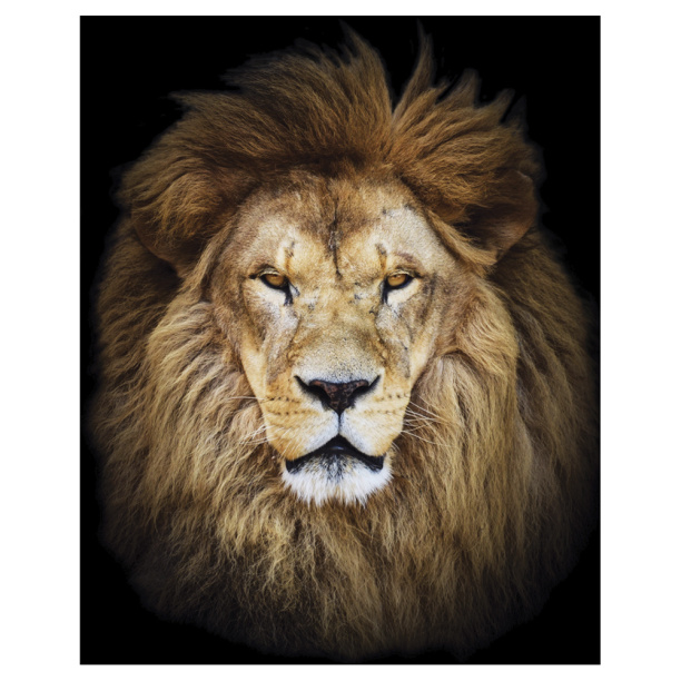 Картина на стекле Африканский лев 40х50 см от магазина ЛесКонПром.ру