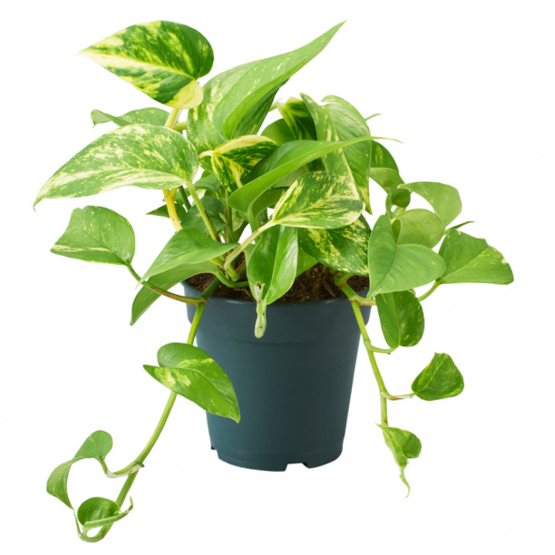 Эпипремнум Сциндапсус d12 см от магазина ЛесКонПром.ру