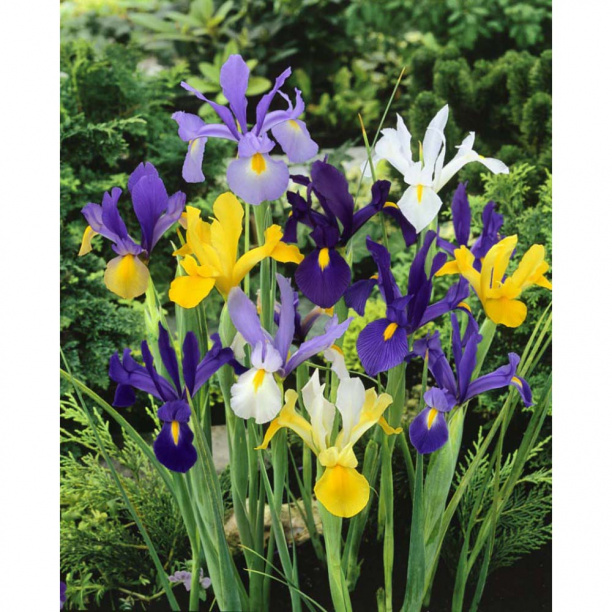 Ирис С1 микс от магазина ЛесКонПром.ру