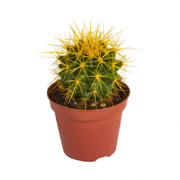 Эхинокактус крашенный мини от магазина ЛесКонПром.ру