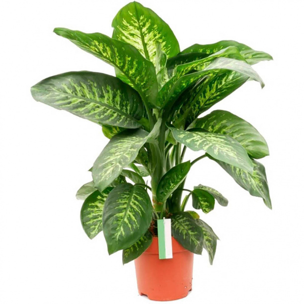 Диффенбахия d24 см от магазина ЛесКонПром.ру