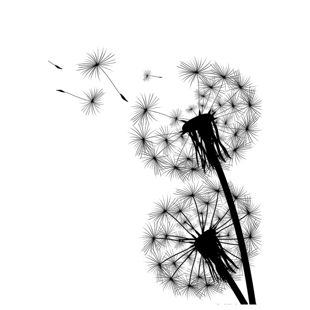 Канвас Одуванчик 50х70 см черно-белый от магазина ЛесКонПром.ру