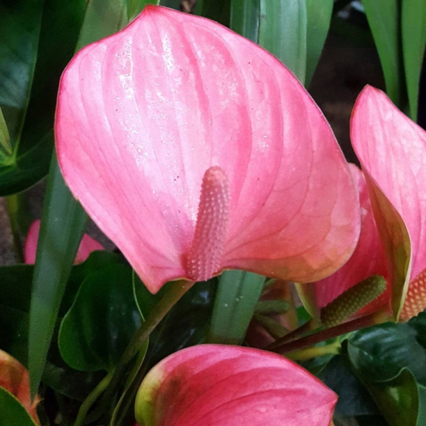 Антуриум Чемпион розовый d12 см от магазина ЛесКонПром.ру