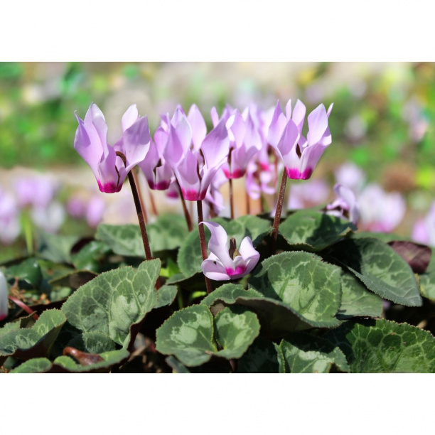 Цикламен d11 см от магазина ЛесКонПром.ру