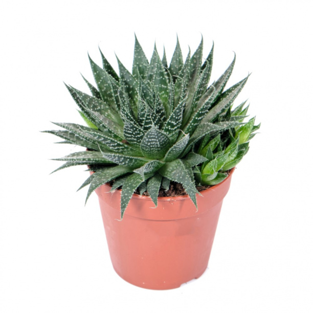 Алоэ микс d12 см от магазина ЛесКонПром.ру