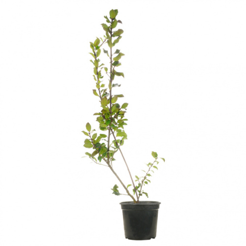 Декоративно лиственные деревья и кустарники