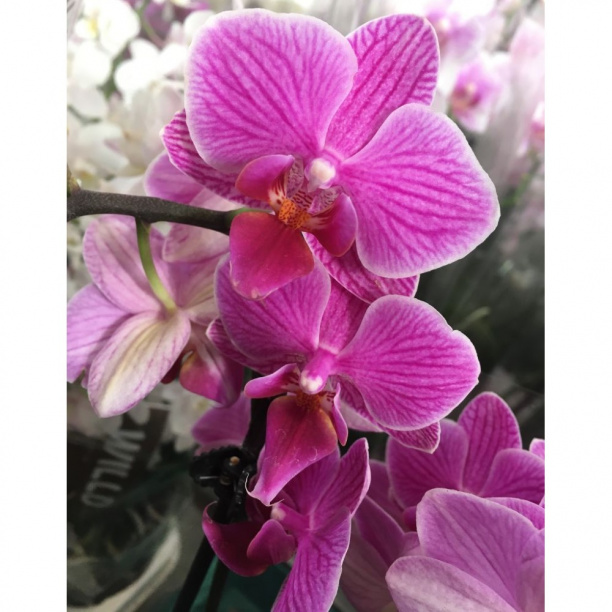 Фаленопсис 1 стрелка d12 см от магазина ЛесКонПром.ру