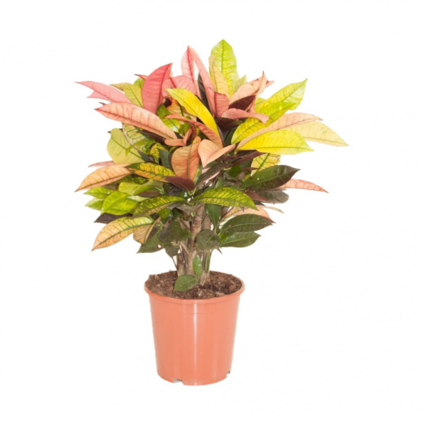 Кодиеум Миссис Айстон d19 см h70 см от магазина ЛесКонПром.ру