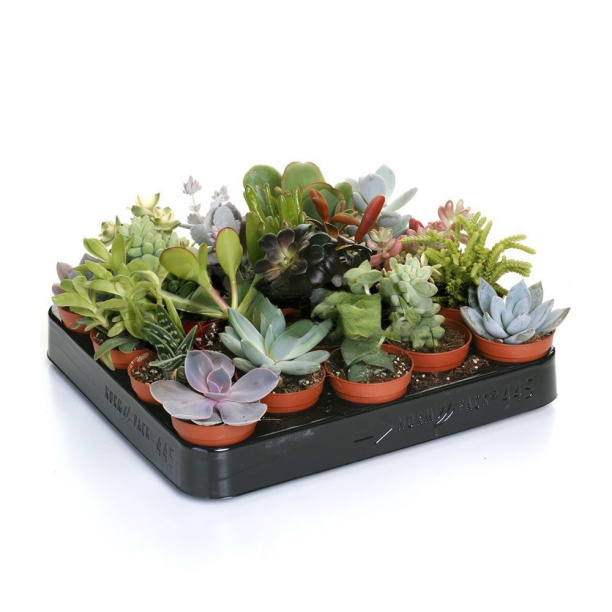 Суккулент микс d5,5 см от магазина ЛесКонПром.ру