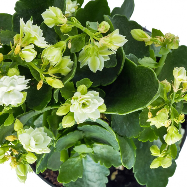 Каланхоэ Росалина микс d7 см от магазина ЛесКонПром.ру