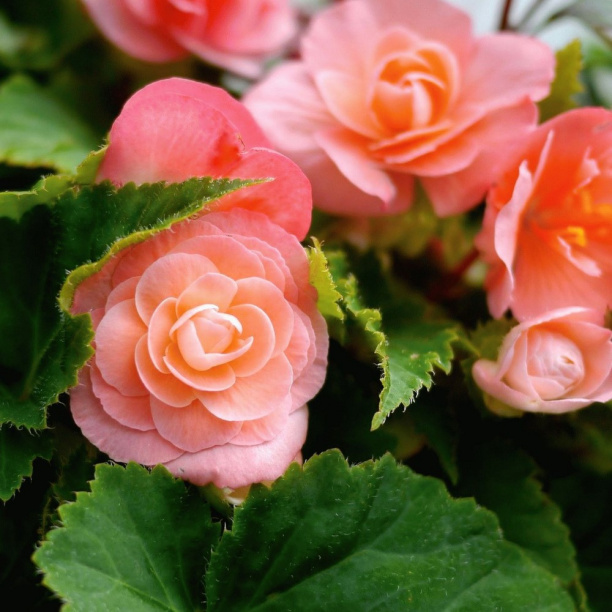 Бегония Элатиор d13 см от магазина ЛесКонПром.ру