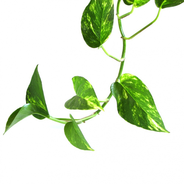 Эпипремнум Сциндапсус Ауреум d19 h80 см от магазина ЛесКонПром.ру