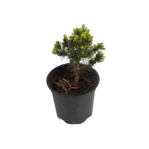 Хвойные деревья и кустарники