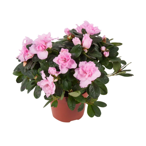 Азалия Индика микс d12 см от магазина ЛесКонПром.ру