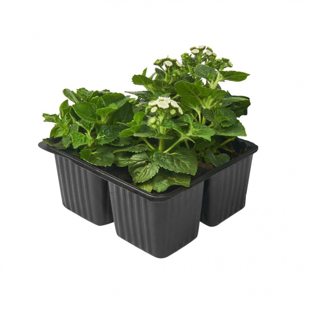 Агератум кассета 4 шт от магазина ЛесКонПром.ру