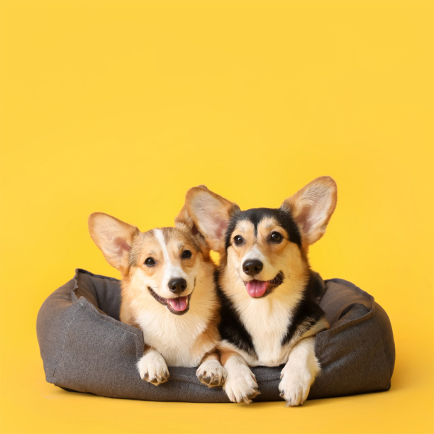 Картина на стекле 30х30 см Волк от магазина ЛесКонПром.ру