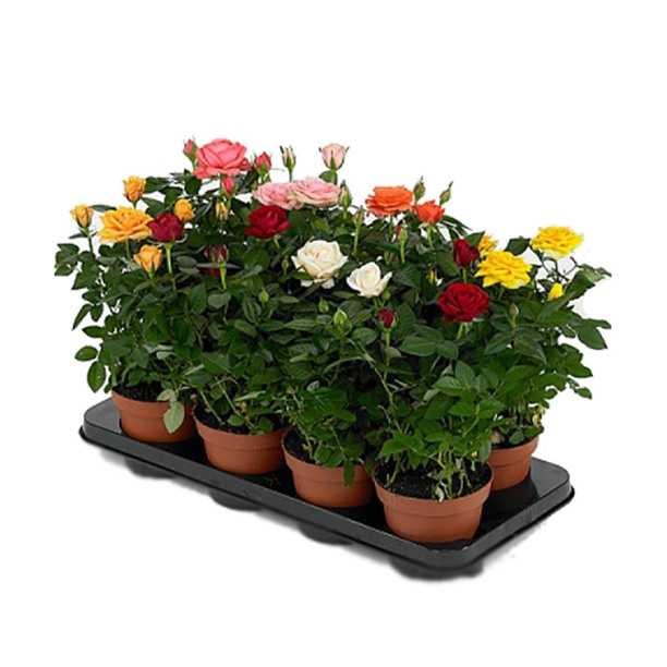 Роза Микс d10 см 7цветов от магазина ЛесКонПром.ру