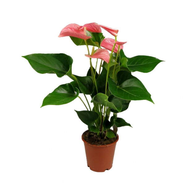 Антуриум Чемпион розовый d12 см от магазина ЛесКонПром.ру