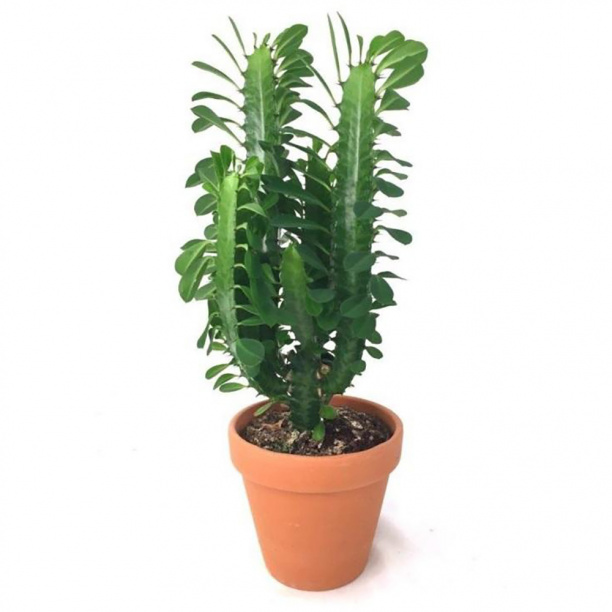 Эуфорбия Тригона 17х40 см от магазина ЛесКонПром.ру