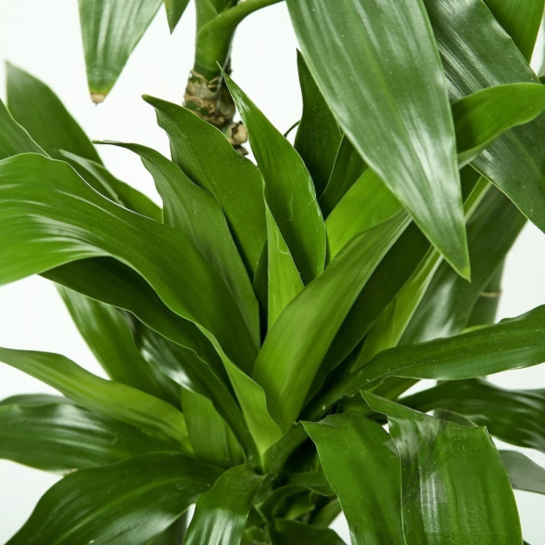 Драцена Фрагранс 24x140 см от магазина ЛесКонПром.ру