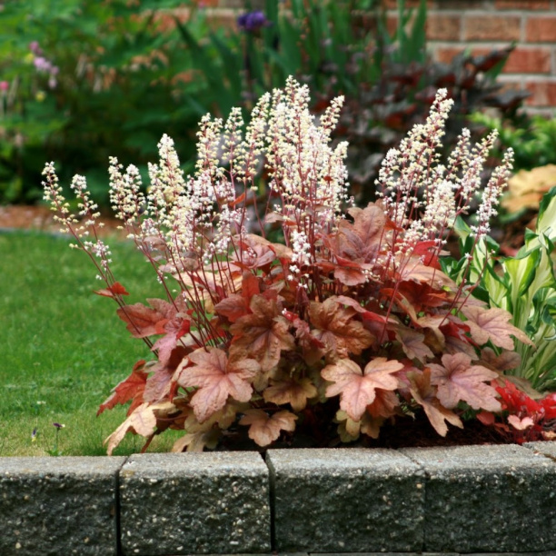 Гейхера гибридная d9 см от магазина ЛесКонПром.ру