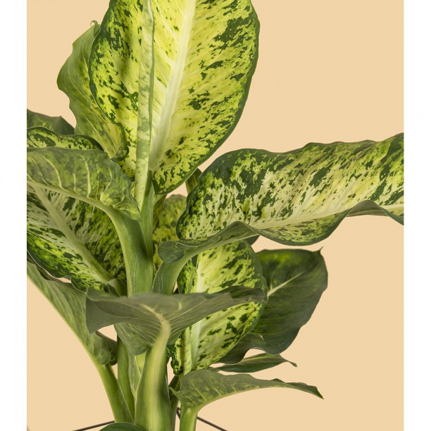 Диффенбахия d24 см от магазина ЛесКонПром.ру