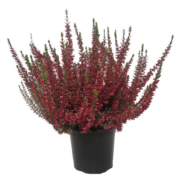 Вереск Рэд d9 см от магазина ЛесКонПром.ру