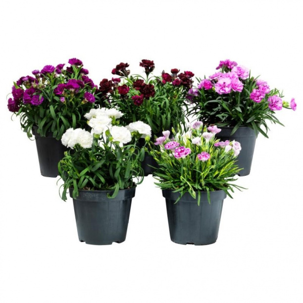 Гвоздика Микс цветов d9 см от магазина ЛесКонПром.ру