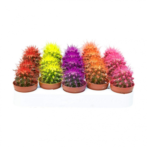Эхинокактус крашенный мини от магазина ЛесКонПром.ру