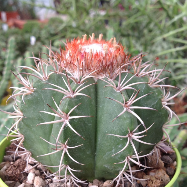 Мелокактус d17 см от магазина ЛесКонПром.ру