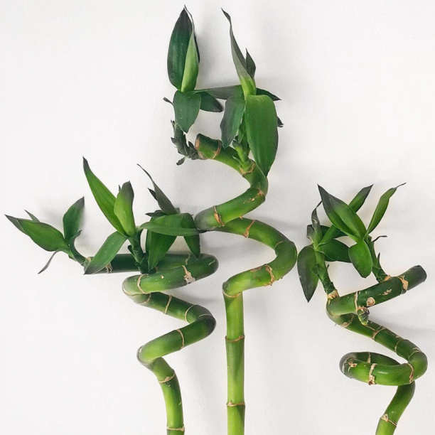 Фикус Микрокарпа Гинсенг d14 см от магазина ЛесКонПром.ру