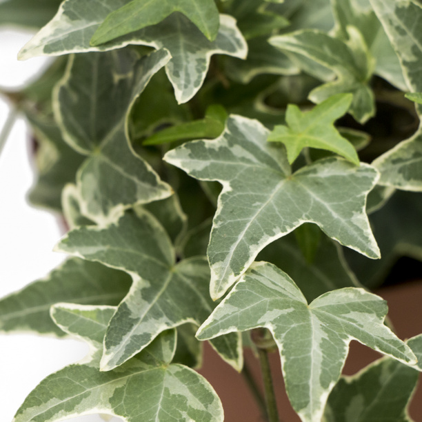 Плющ (хедера) микс d12 см от магазина ЛесКонПром.ру