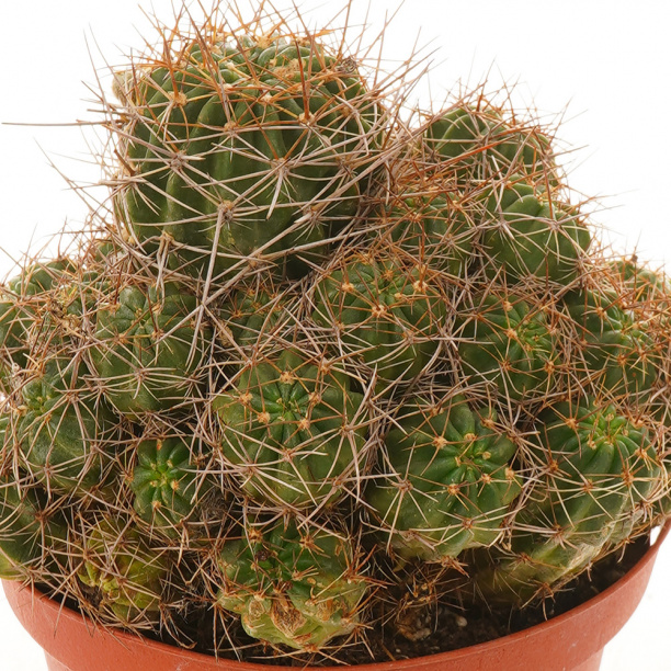 Кактус микс d10,5 см от магазина ЛесКонПром.ру