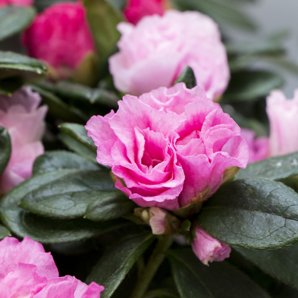 Азалия Индика микс d12 см от магазина ЛесКонПром.ру