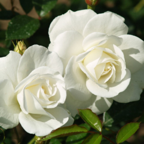 Розы садовые